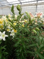 [4152 Doubleen No01.JPG]